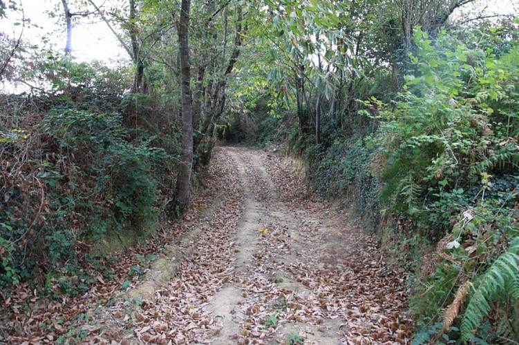 Sentier boisé à Lacrouzade