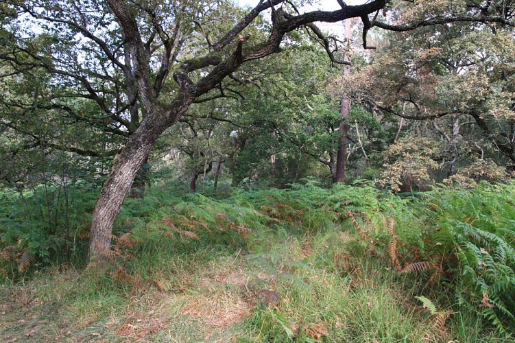 Sous-bois à Bergouey