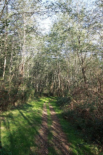 Sentier à Poyanne