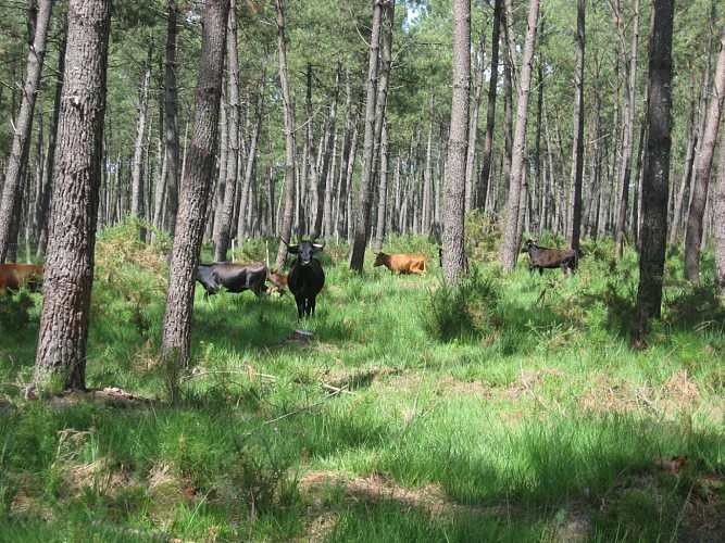Vaches landaises