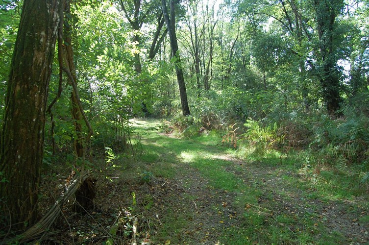 Forêt