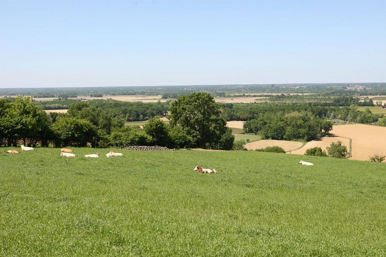 Paysages de Chalosse