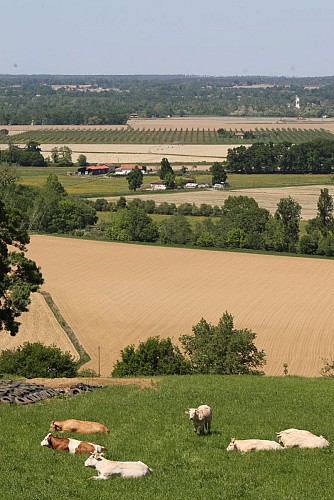 Paysages de Chalosse