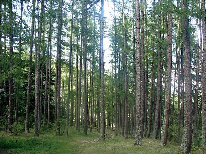 Futaie de Mélèzes - Forêt domaniale de bois-vert