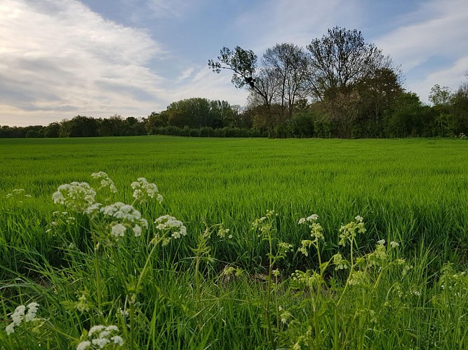 La Côte Rouge_Saint-Laure