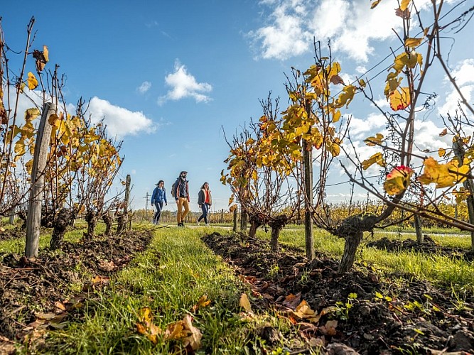 Randonneurs_-Automne_Vigne
