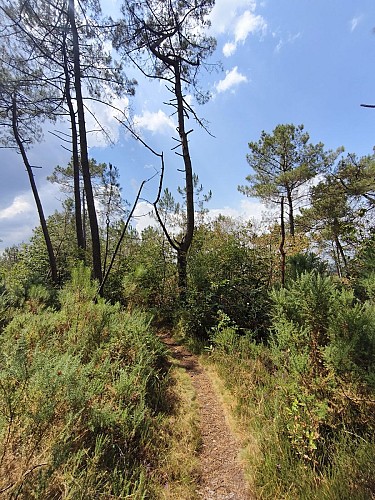 Chemin Circuit du Lindeul Molac