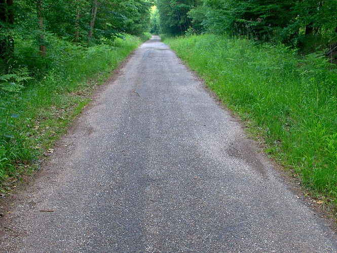 Route forestière de la Houve