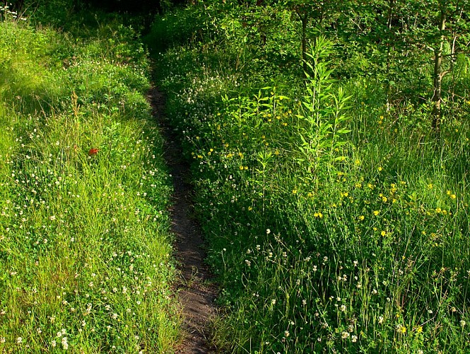 Dans les forêts du Warndt