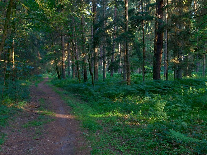 Dans les forêts du Warndt