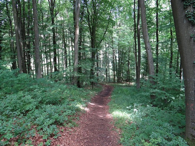 Les forêts du Warndt