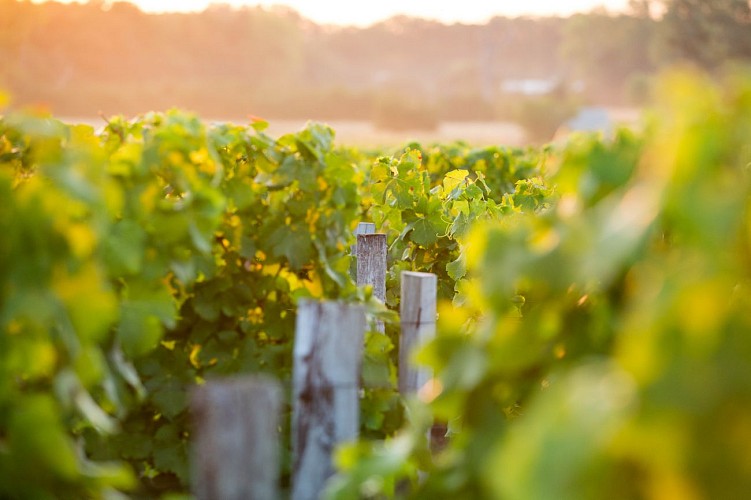 Château Latour-Martillac 4 - OTM 2020