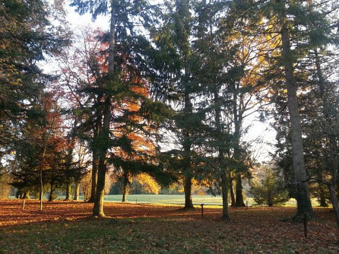 Lumière d'automne sur l'arboretum