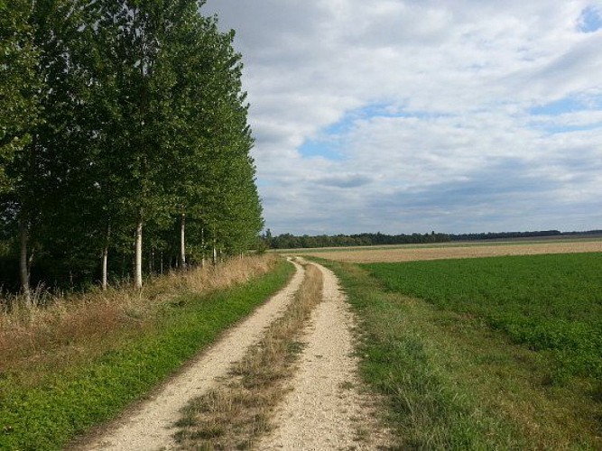 Le chemin traversant la plaine champenoise