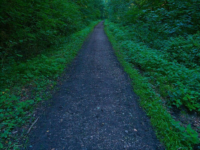 Chemin dans la forêt domaniale de Saint-Jean