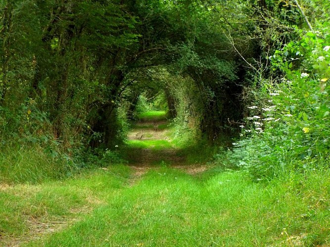 Randonnée pédestre à Saint-Martin-des-Bois