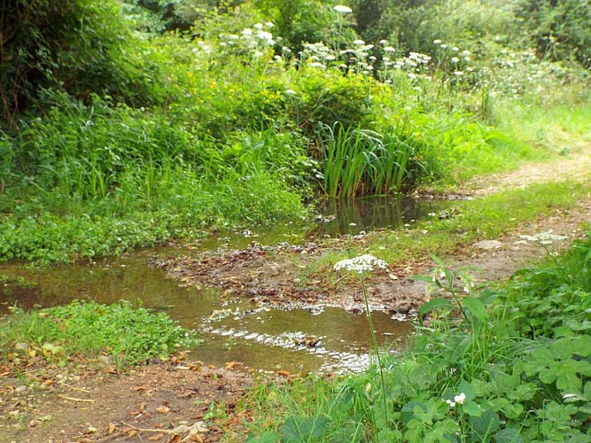 Randonnée pédestre à Saint-Martin-des-Bois