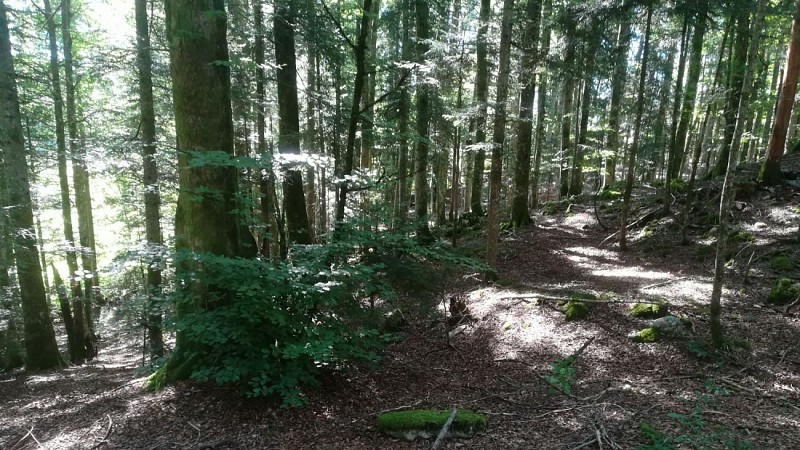 46°31'27.4"N 5°55'36.6"E