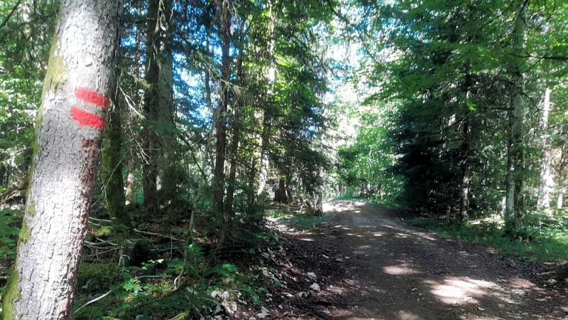 46°30'49.0"N 5°55'28.2"E