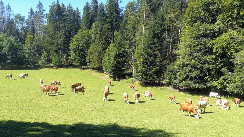 46°30'53.5"N 5°55'15.5"E