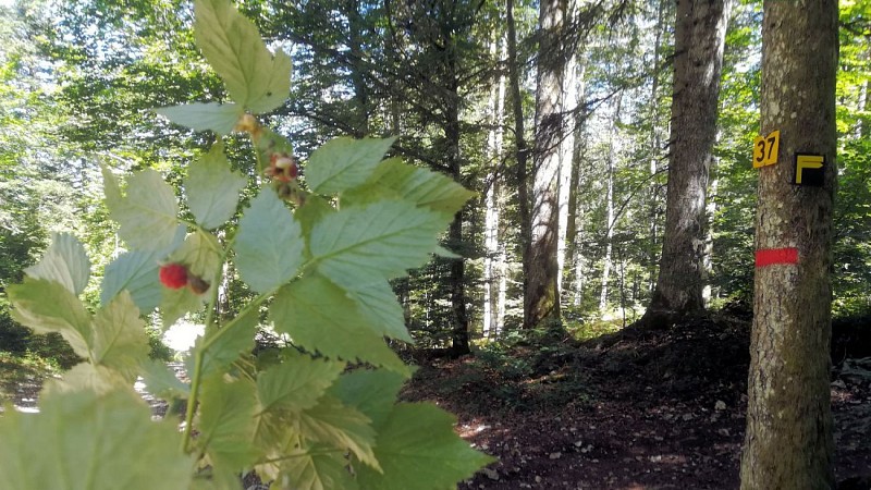 46°31'03.3"N 5°54'30.8"E