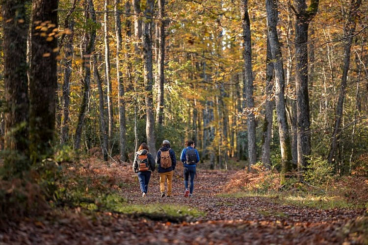 Randonneurs_en_Foret