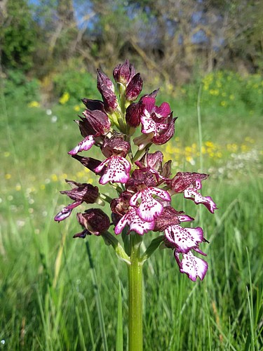Orchidée sauvage