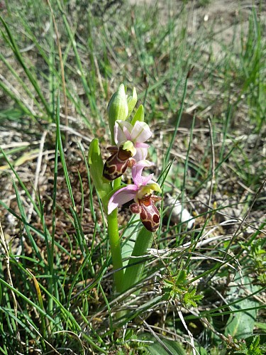 Orchidée sauvage