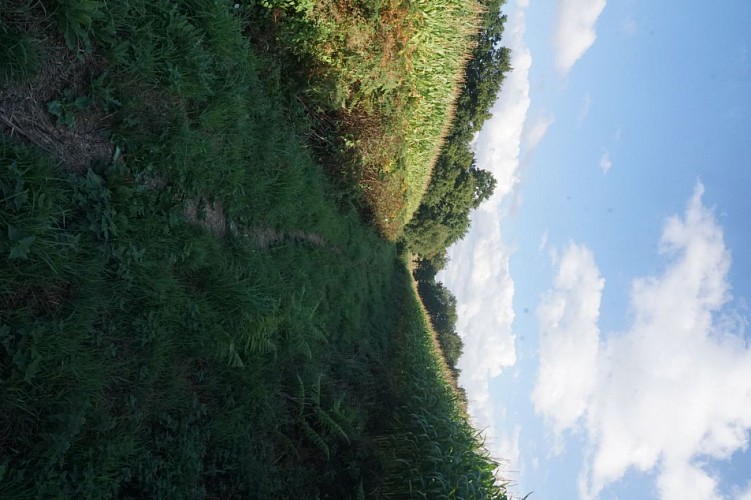 Sentier après dernière maison