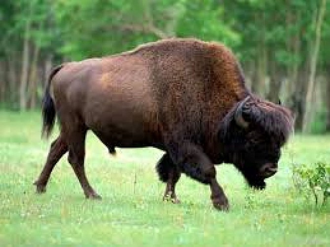 Tanka Bison