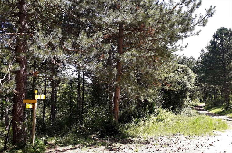 Sur la Montagne de Piaud