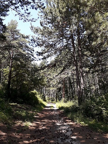 Sur la Montagne de Piaud