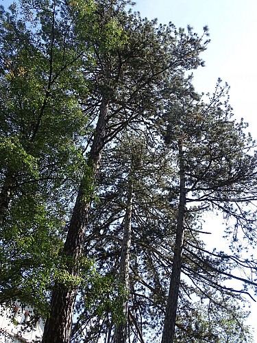 Le sentier du Berchat