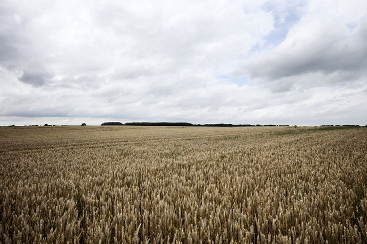 Bertinchamps - Champs