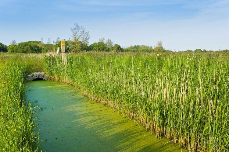 Les secrets de la Sinope - variante A
