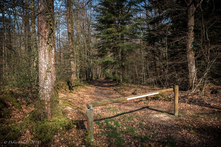 Le Chemin de Pré Pigeon Forêt du Perche et de la Trappe 