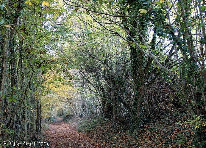 Chemin creux du Bois de Saint-Laurent