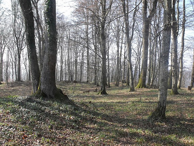 Circuit pédestre "Le sentier de la comtesse Henriette" - Vosges du sud