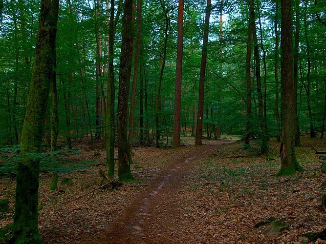 Chemin vers le château du Grand Arnsbourg