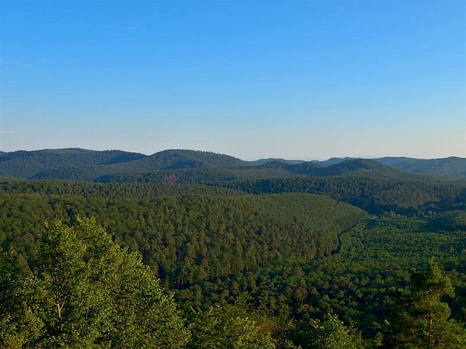 Forêt en Pays de Bitche