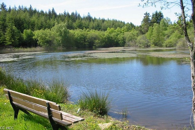 A travers Champs et Forêt