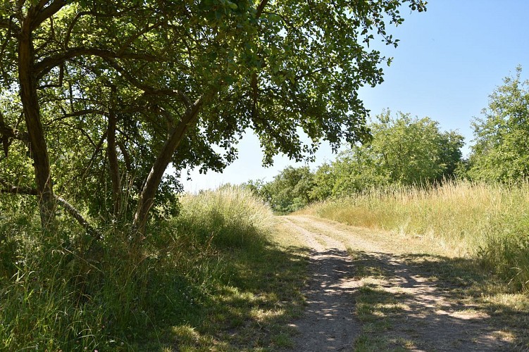 Passeggiata dei Gallicourts