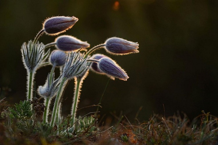 La Grande Traversée de la Forêt du Pays de Chimay