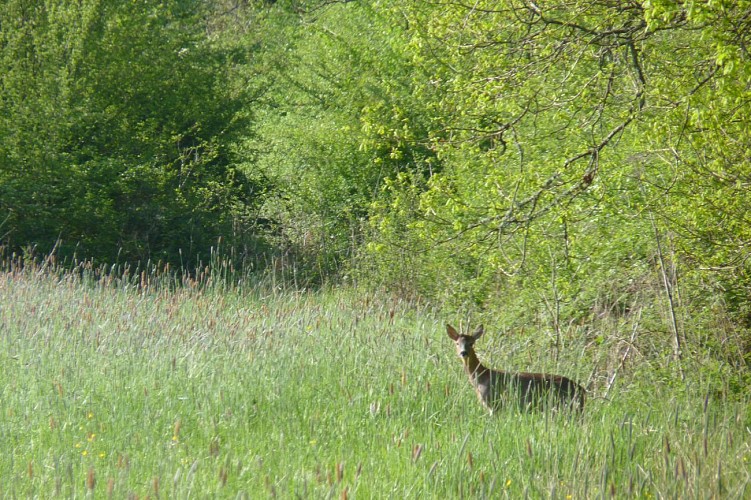 La Grande Traversée de la Forêt du Pays de Chimay