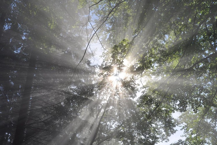 La Grande Traversée de la Forêt du Pays de Chimay