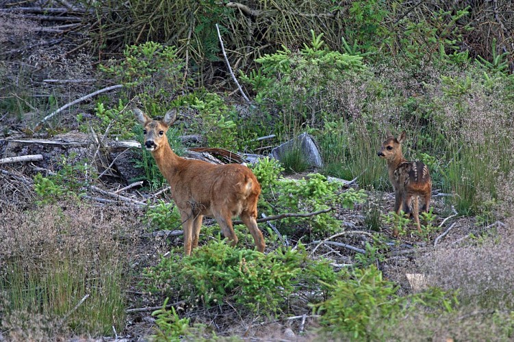 La Grande Traversée de la Forêt du Pays de Chimay