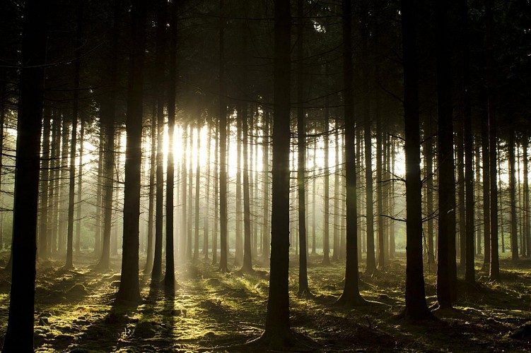 La Grande Traversée de la Forêt du Pays de Chimay
