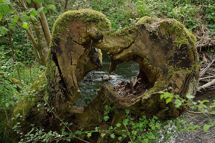 La Grande Traversée de la Forêt du Pays de Chimay