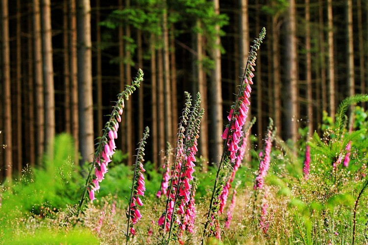 La Grande Traversée de la Forêt du Pays de Chimay
