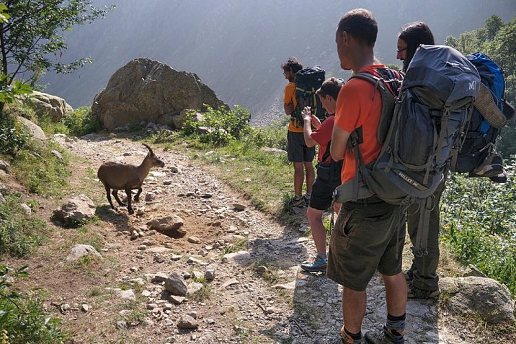Una femmina di stambecco fa conoscenza con un gruppo di escursionisti...